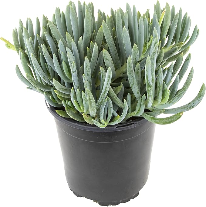 Succulents Plants Live Indoor Plants, Senecio Mandraliscae Live Houseplants, Live Succulents Live Plants Indoor Succulent Plants, Indoor Plant Real Succulents Plants House Plants by Plants for Pets