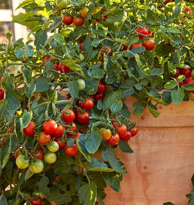 Burpee 'Sweetheart of the Patio', Red Cherry Tomato, 10 Non-GMO Seeds