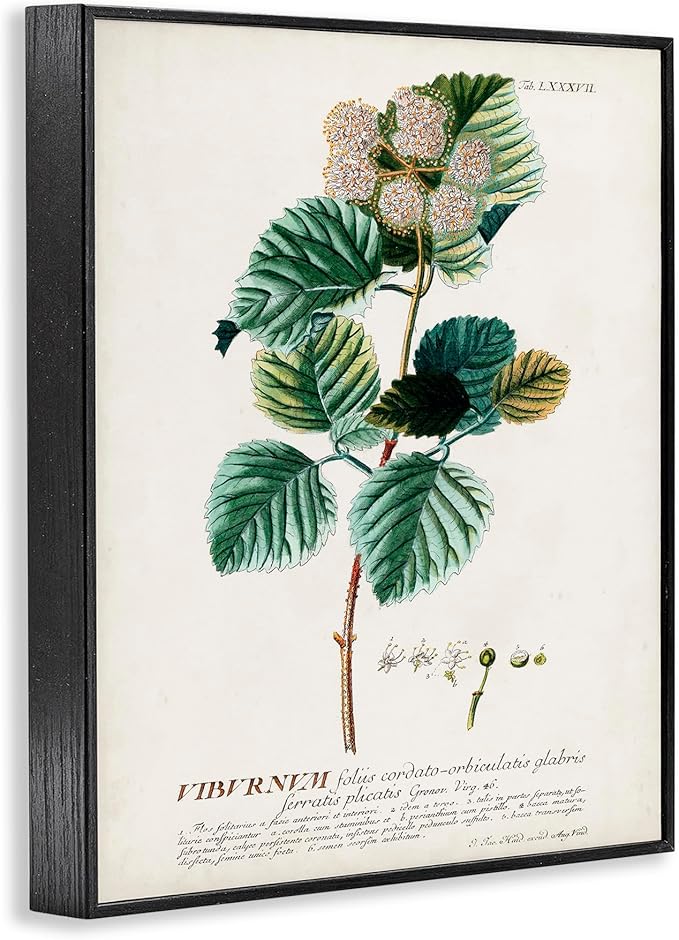 Stupell Industries Botanical Plant Illustration Seeds Vintage Design Black Framed Wall Art, Multi-Color, 16 x 20