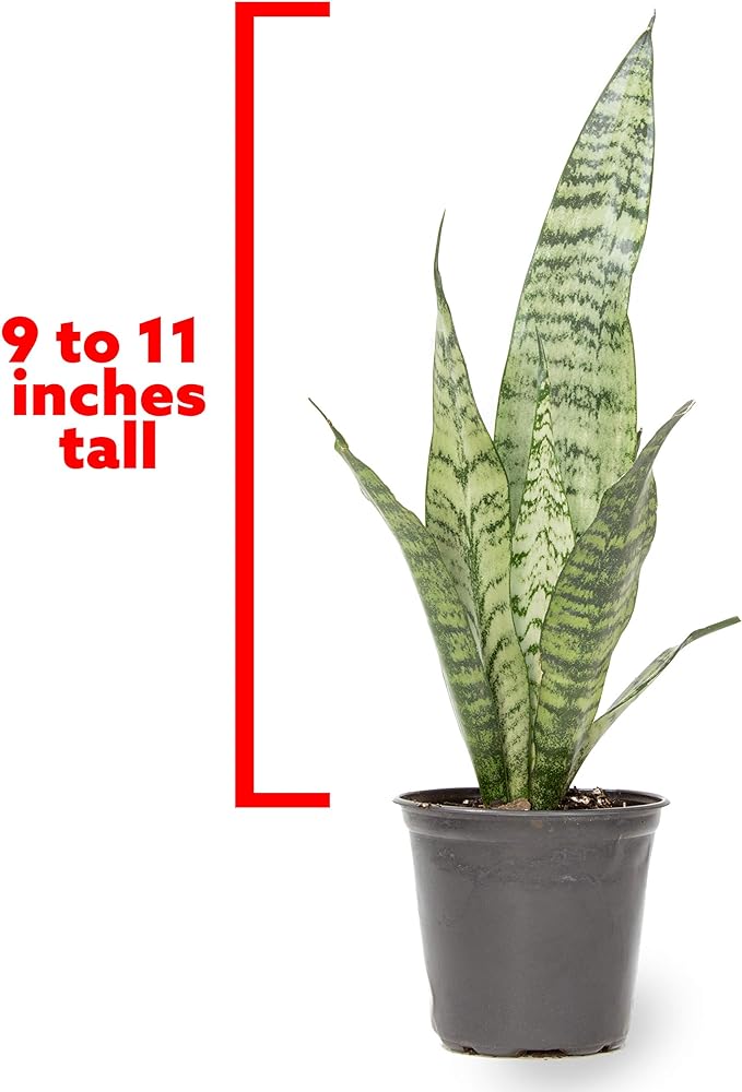 Live Snake Plant, Sansevieria Zeylanica, Indoor House Plant in Pot, Mother in Law Tongue Sansevieria Plant Live, Potted Succulent Plant, Fully Rooted Houseplant in Potting Soil by Plants for Pets