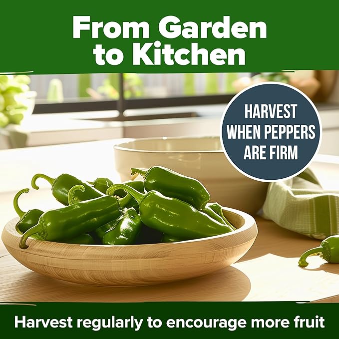 HOME GROWN Jalapeno Pepper Seeds (Capsicum annuum) - High Germination, Non-GMO Heirloom Seeds - 129 Hot Pepper Seeds for Planting - Easy to Grow, Early Harvest Jalapeno Seeds for Enthusiast