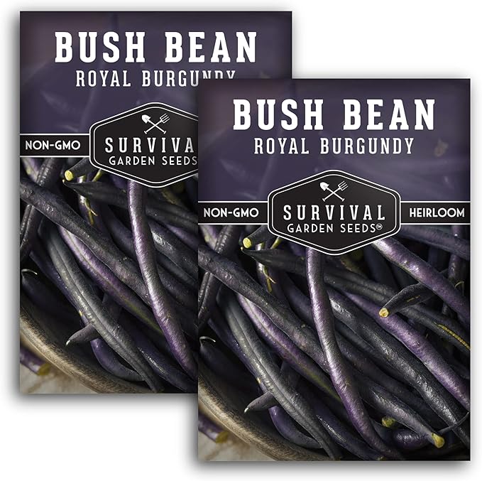 Survival Garden Seeds - Royal Burgundy Bean Seed for Planting - 2 Packs with Instructions to Plant and Grow Stringless Purple Bush Beans in Your Home Vegetable Garden - Non-GMO Heirloom Variety