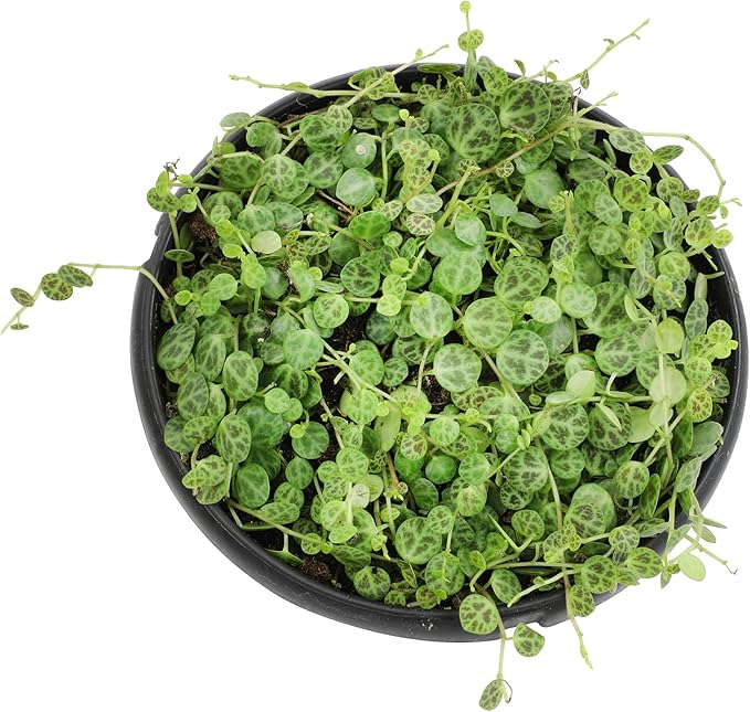 String of Turtles Live Plant Hanging Basket, Peperomia prostrata, Live Succulents Plants Live Houseplants, House Plants Indoors Live Indoor House Plants, Peperomia Live Plant Basket by Plants for Pets