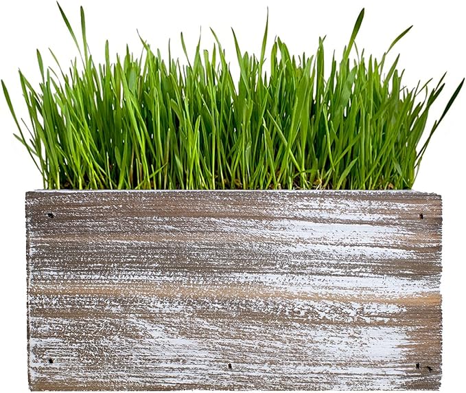Ornamental Indoor Planter with Pet/Cat Grass Growing kit, Handcrafted in The USA from Red Cedar (Whitewash)