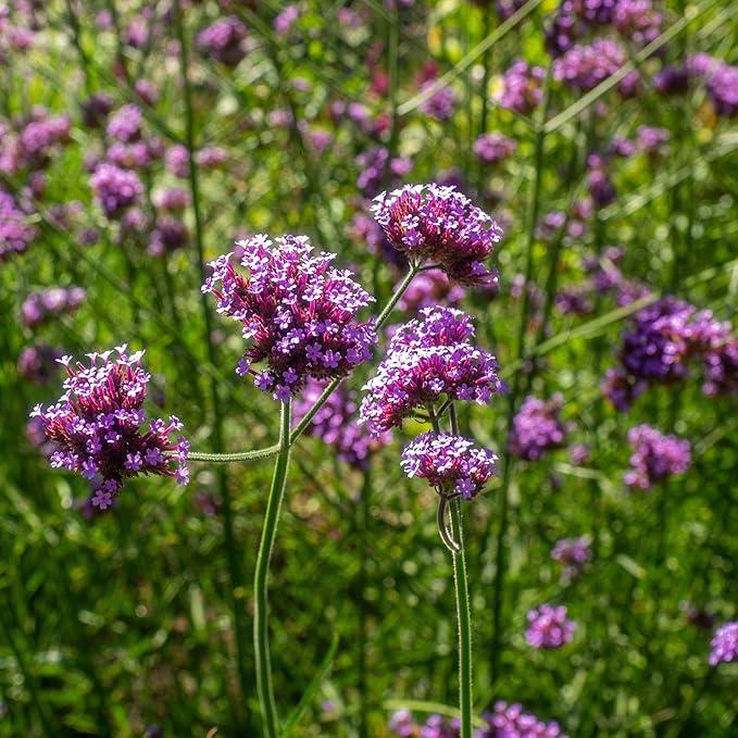 Outsidepride 10000 Seeds Perennial Verbena Bonariensis Purpletop Vervain Flower Seeds for Planting
