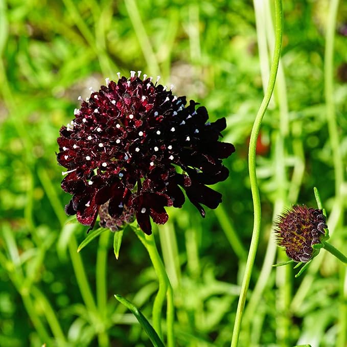 Outsidepride 200 Seeds Perennial Purple Scabiosa Pincushion Flower Seeds for Planting