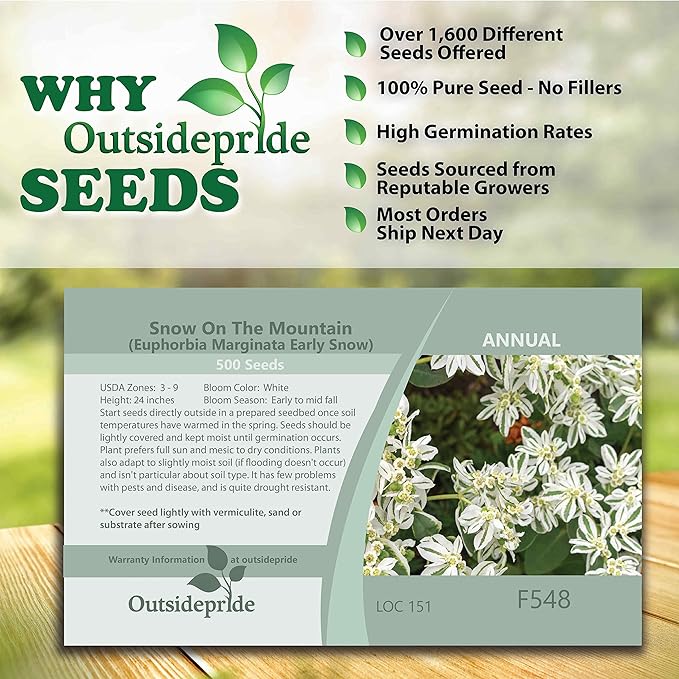 Outsidepride 500 Seeds Perennial Euphorbia Snow On The Mountain Flower Seeds for Planting