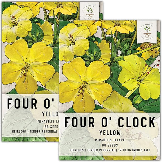 Seed Needs, Yellow Four O' Clock Seeds - 60 Heirloom Seeds for Planting Mirabilis Jalapa - Tender Perennial Flowers to Attract Butterflies, Hummingbirds & Other Pollinators (2 Packs)