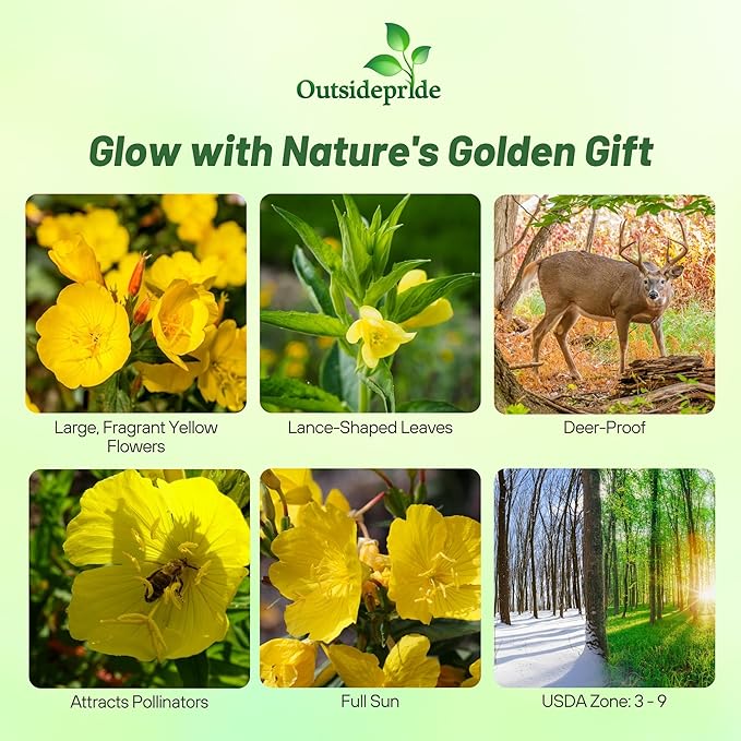 Outsidepride 1/4 lb. Annual Oenothera Lamarckiana Evening Primrose Wild Flower Seeds for Planting
