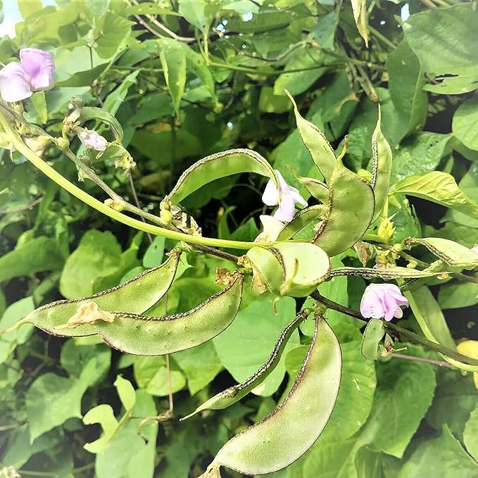 Hyacinth Bean Seeds Lablab Purpureus Vigorous, Fast-Growing Vine Plant Showy, Fragrant Flowers Edible Leaves, Pods Ornamental Plant Popular Choice for Trellises, Arbors, Fences 10Pcs by YEGAOL Garden