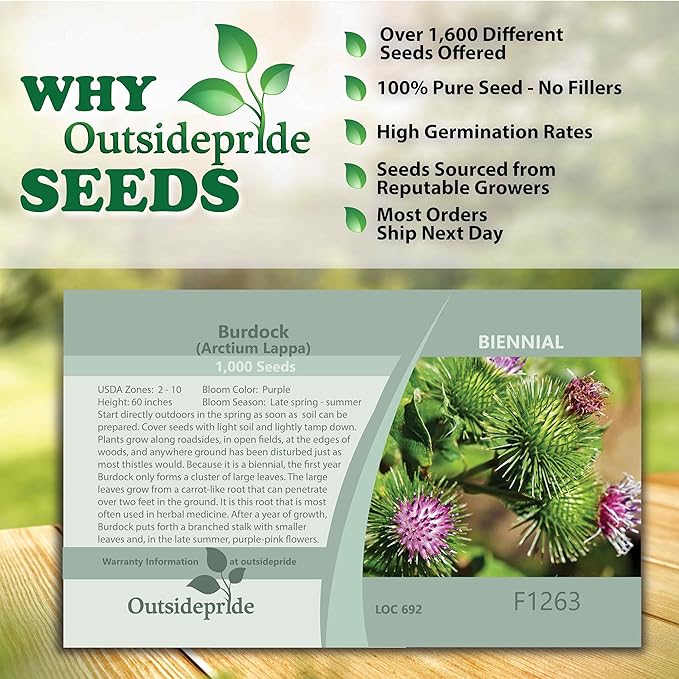Outsidepride 1000 Seeds Biennial Arctium Lappa Burdock Herb Garden Seeds for Planting