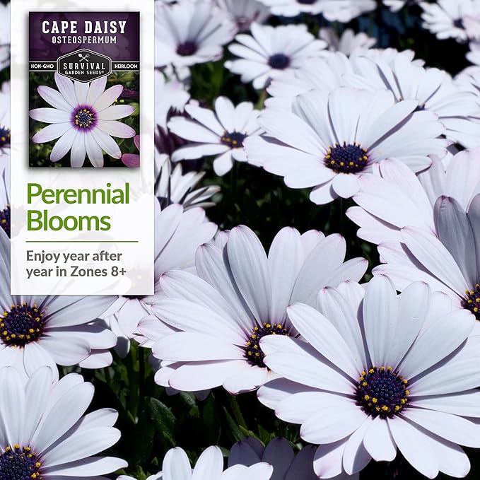 1 Pack Cape Daisy Seed for Planting - Packet with Instructions to Grow Beautiful White & Purple Osteospermum Daisy Plant in Your Home Flower Garden - Non-GMO Heirloom Variety - Survival Garden Seeds