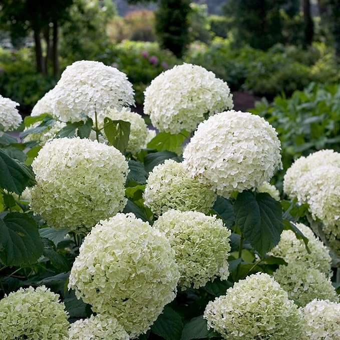 5 Gallon Proven Winners Hydrangea Incrediball