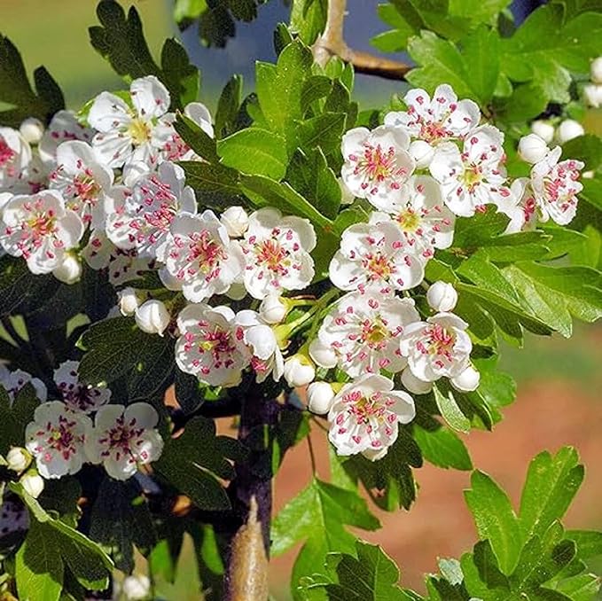 CHUXAY GARDEN 20 Seeds English Hawthorn Seeds for Planting Outdoors Heirloom Crataegus Laevigata Seed Deciduous Shrub Hawthorn Tree Plant Edible Sweet Fruit