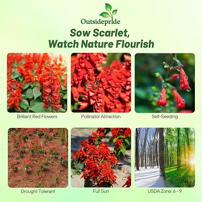 Outsidepride Salvia Coccinea Scarlet Sage Seeds for Planting - 5000 Pcs Perennial, Heat-Tolerant Wildflower Seeds w/Red Blooms, Attracts Hummingbirds & Butterflies for Pollinator-Friendly Gardens