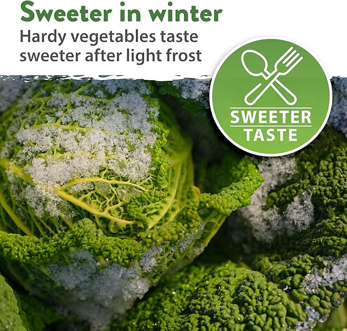 HOME GROWN 12 Winter Vegetable Seeds - Heirloom, Non-GMO Fall & Winter Vegetable Seeds for Planting Home Garden: Bean, Beet, Broccoli, Cabbage, Carrot, Cauliflower, Kale, Parsnip, Squash, Chard & More