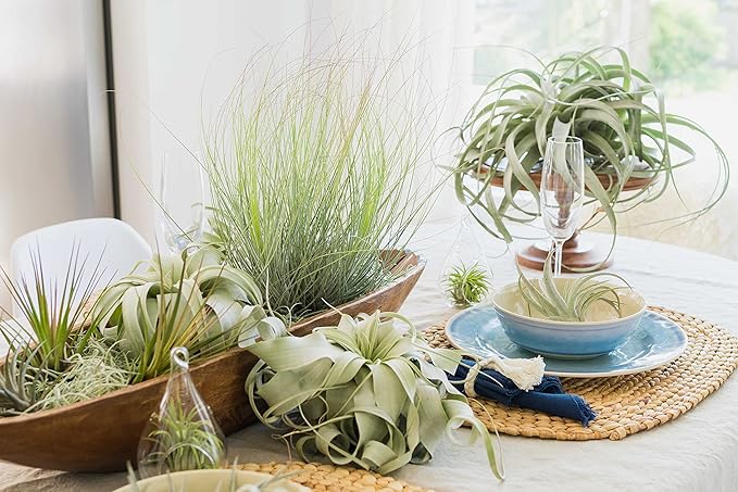 Air Plant Shop 10 Pack Tillandsia Air Plant Grab Bag of Premium Medium & Large Plants- Wholesale and Bulk - Succulents - Live Tillandsia - Easy Care Indoor and Outdoor House Plants