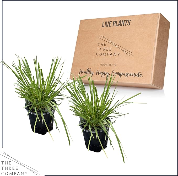 Live Ornamental Perennial Grass - White Pampas (2 Per Pack), Showy Accent Plant, 12" Tall by 6" Wide in 1.5 Quart Pot