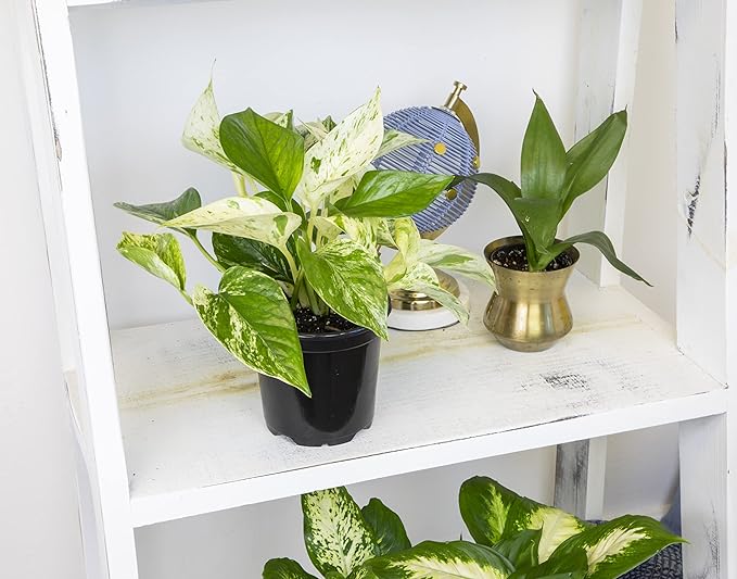 Altman Plants, Live Pothos Plants (4PK) Indoor Plants Live Houseplants, Pothos Live Plant House Plants Indoors Live Plants, Money Plant Indoor Pothos Plant Decor, Devils Ivy Trailing Plants Live