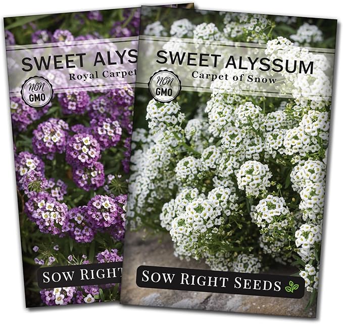 Sow Right Seeds - Sweet Alyssum Flower Seed Collection for Planting - Royal Carpet & Carpet of Snow - Non-GMO Heirloom Packet with Instructions to Plant in Home Garden - Groundcover with Tiny Blooms