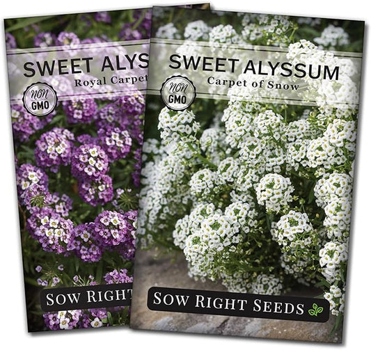 Sow Right Seeds - Sweet Alyssum Flower Seed Collection for Planting - Royal Carpet & Carpet of Snow - Non-GMO Heirloom Packet with Instructions to Plant in Home Garden - Groundcover with Tiny Blooms
