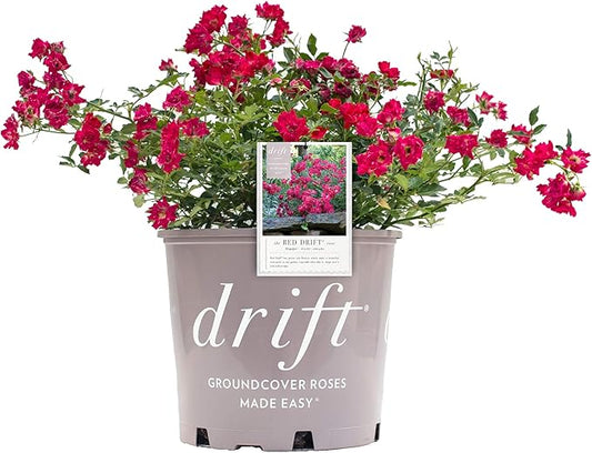 Drift Roses - Rosa Red Drift (Rose) Rose, double red flowers, #2 - Size Container