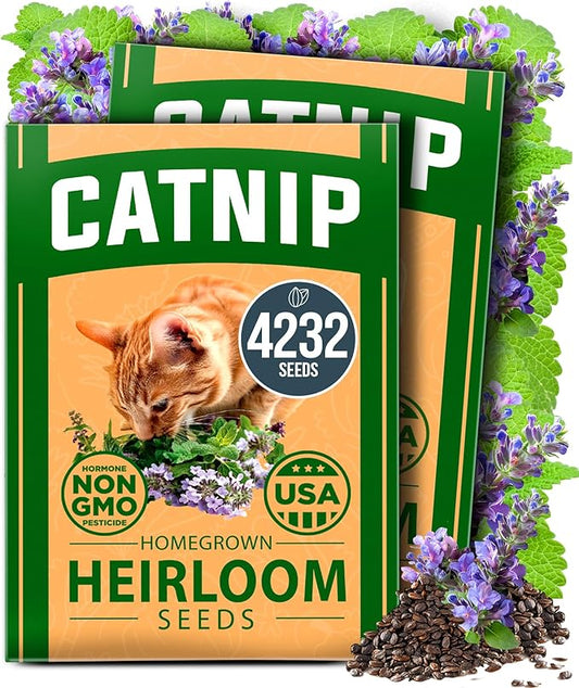 HOME GROWN Catnip Seeds (2 Pack) 𝗡𝗢𝗡-𝗚𝗠𝗢, 𝗨𝗦𝗔-𝗦𝗢𝗨𝗥𝗖𝗘𝗗 Heirloom Herb 4232 Seeds - Indoor or Outdoor Seed - High-Germination Cat Nip - Cat Safe Plants (Nepeta cataria)