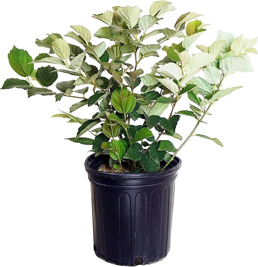 Fothergilla major 'Mt. Airy' (Fothergilla) Shrub, white flowers, #2 - Size Container