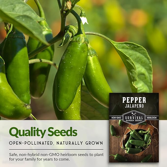 Survival Garden Seeds - Jalapeño Pepper Seed for Planting - Packet with Instructions to Plant and Grow Green or Red Chili Peppers in Your Home Vegetable Garden - Non-GMO Heirloom Variety - 3 Pack