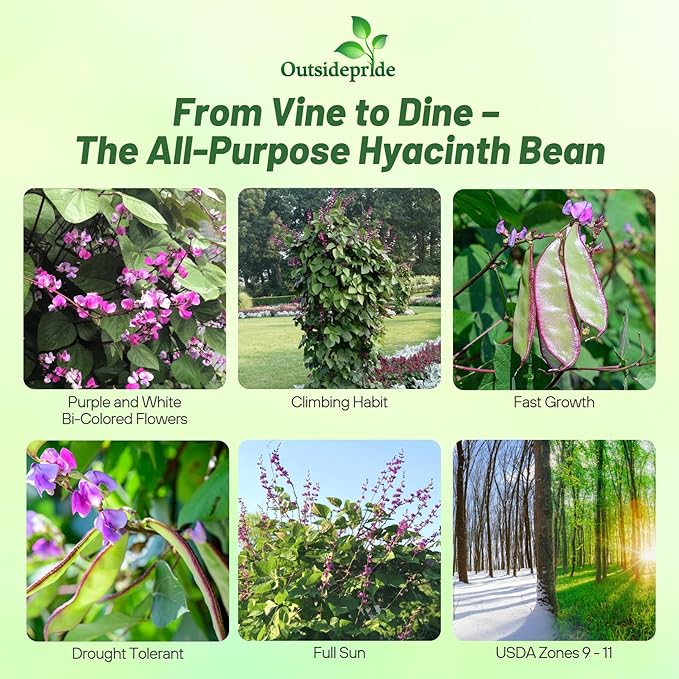 Outsidepride 200 Seeds Perennial Green Dolichos Lablab Hyacinth Bean Vine & Flower Seed for Planting