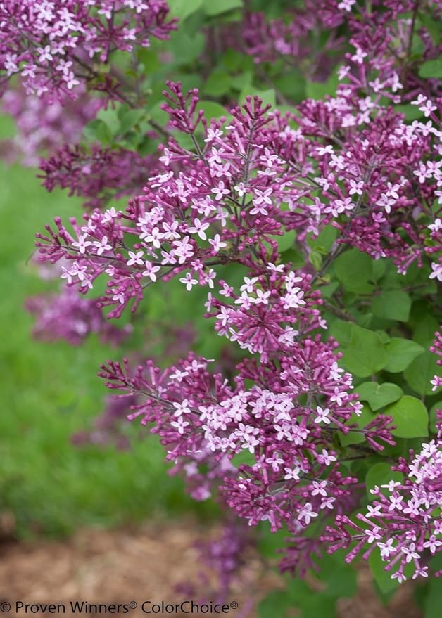 Proven Winners - Syringa x Bloomerang Dark Purple (Reblooming Lilac) Shrub, dark purple flowers, #2 - Size Container