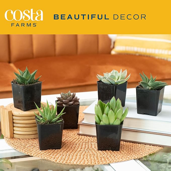 Costa Farms Succulents, Live Succulent Plants (18-Pack) Assorted Grower's Choice Live House Plants, Nursery Planter Pots, Potting Soil Mix, Bulk Gift for Baby Shower, Bridal Shower, DIY, Party Favors