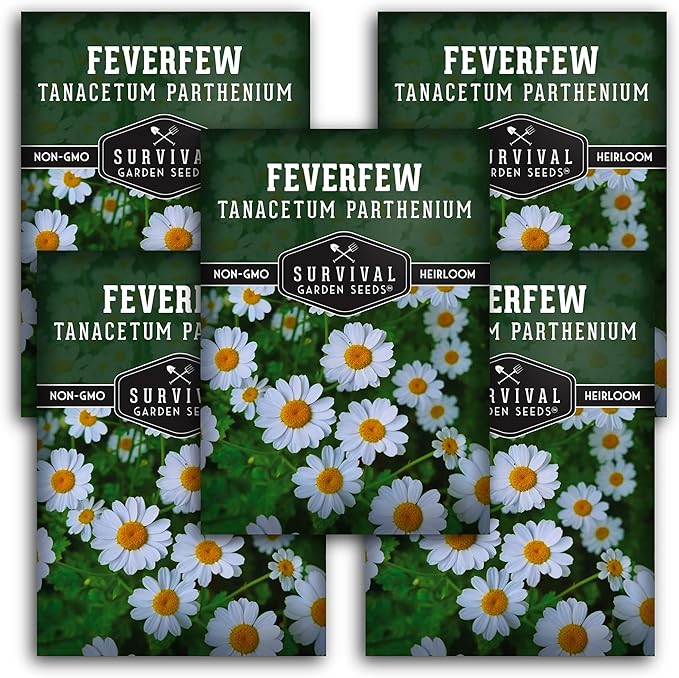 Feverfew Seeds for Planting - 5 Packets with Instructions to Plant and Grow Your Own Bachelor's Buttons in Your Home Vegetable or Herb Garden - Non-GMO Heirloom Variety - Survival Garden Seeds