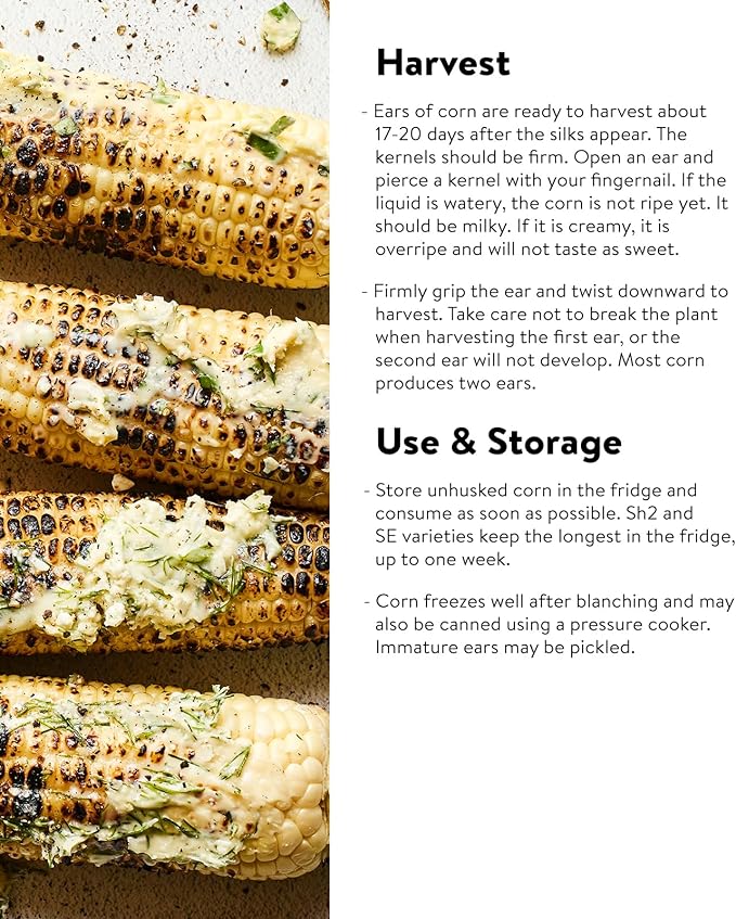 Burpee Peaches & Cream Sweet Corn Seeds 200 seeds