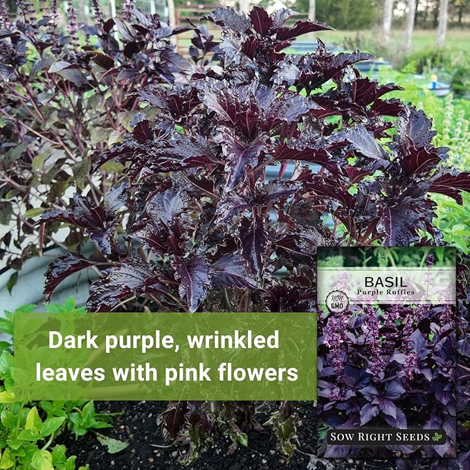 Sow Right Seeds - Purple Ruffles Basil Seeds for Planting - Non-GMO Heirloom Packet with Instructions - Indoors or Outdoor - Great for Hydroponics or Growing Kitchen Herb Garden - Purple Leaves (1)