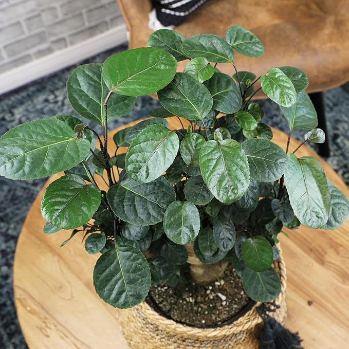 8" Fabian Stump Aralia, Rare House Plants Live Indoor House Plants, Exotic House Plants Indoors Live Plants Indoor, Rare Plants Live Houseplants Live Indoor Plants Live Houseplants by Plants for Pets