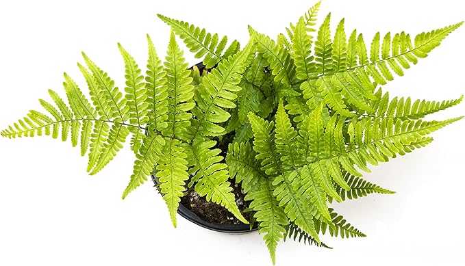 Autumn Fern Plants Live Outdoor Plants, Fern Plant Live Plants Outdoor Live Fern Potting Soil, Landscape Edging Perennial Plants for Shade, Outdoor Plants Live Ferns for Outdoors by Plants for Pets