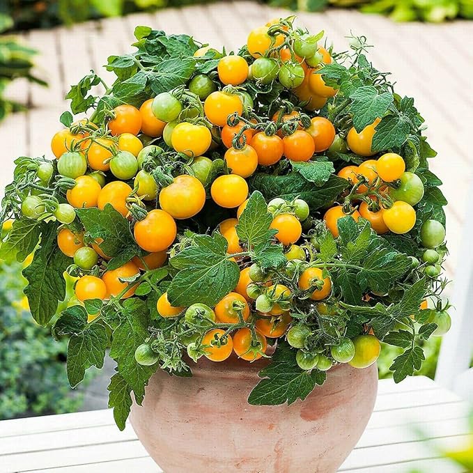 100 Seeds Indoor Cherry Tomato Dwarf Red and Yellow Tomato Rare Vegetable Heirloom Seeds