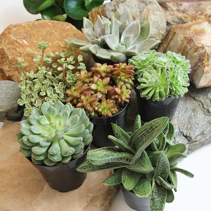 Altman Plants Pet Friendly Plant Pack (6PK) Real Succulents, Pet Safe Plants & Succulent Plants, Live Succulents, Pet Friendly Plants, Live Plants & House Plants in 3.5" Pots with Succulent Soil Mix