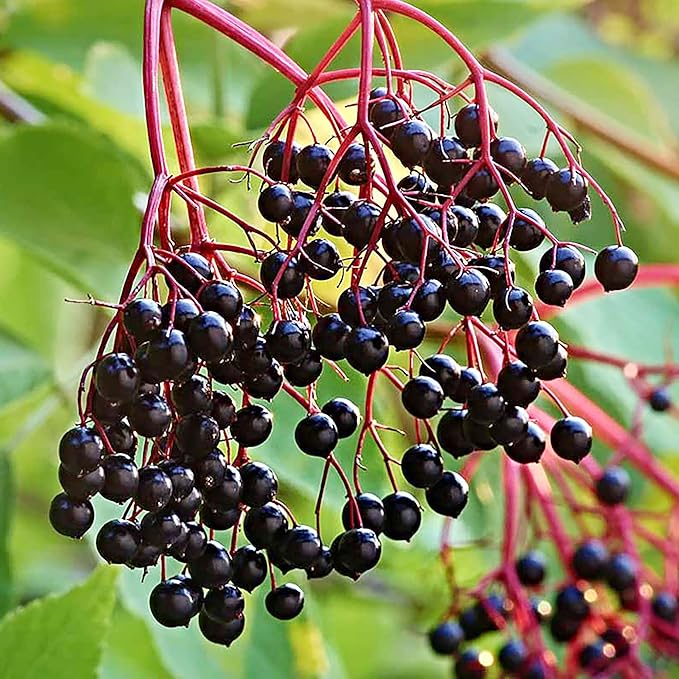 YEGAOL Garden Elderberry Seeds 100Pcs Fruit Seeds Sambucus Nigra Shrub Woody Perennial Non-GMO Home Garden Backyard Plant
