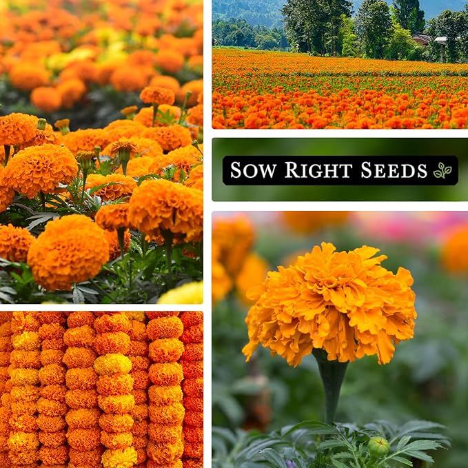 Sow Right Seeds Crackerjack African Marigold Seeds for Planting - Non-GMO Heirloom Seed Packet with Instructions - Companion Plant - Orange & Yellow Blooms Attract Pollinators, Deter Mosquitoes (1)