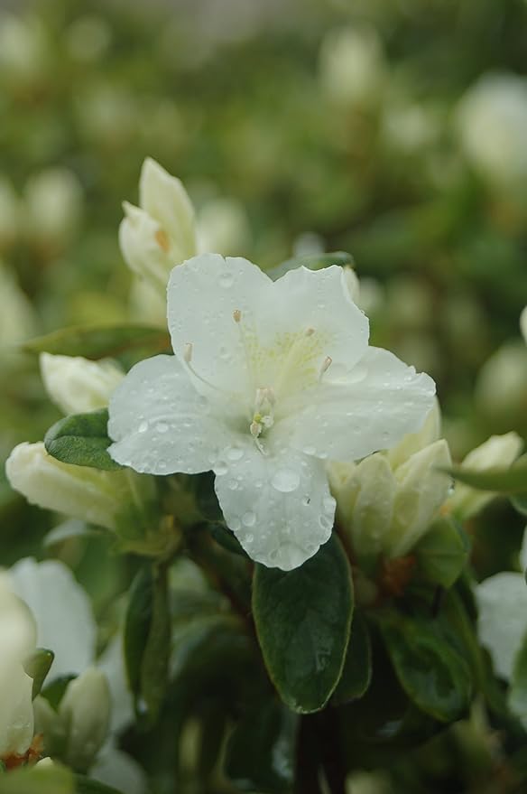 Azalea 'Delaware Valley White' (Azalea) Shrub, white flowers, #3 - Size Container