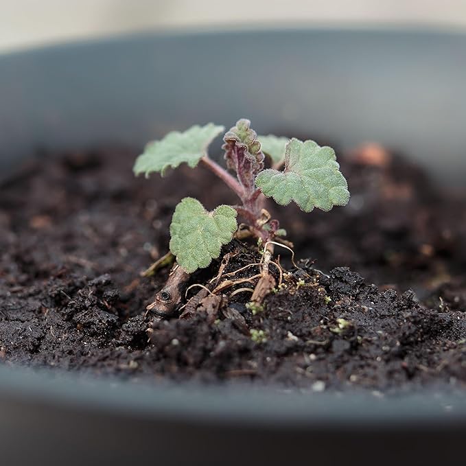 Seed Needs, Catmint Seeds for Cats - 600 Heirloom Seeds for Planting Nepeta mussinii - Perennial Flowering Medicinal Herb Non-GMO & Untreated (2 Packs)