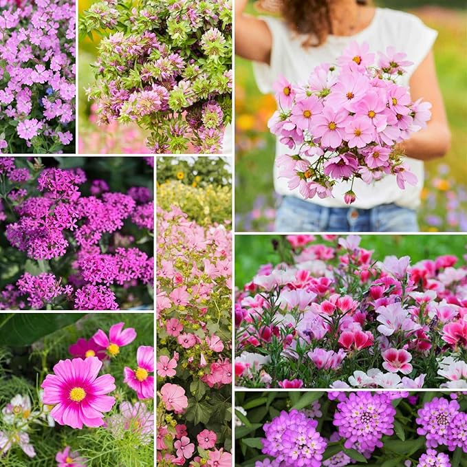 Eden Brothers Pretty in Pink Wildflower Mixed Seeds for Planting, 1/4 lb, 120,000+ Seeds with Candytuft, Rose Mallow | Attracts Pollinators, Plant in Spring or Fall, Zones 3, 4, 5, 6, 7, 8, 9, 10