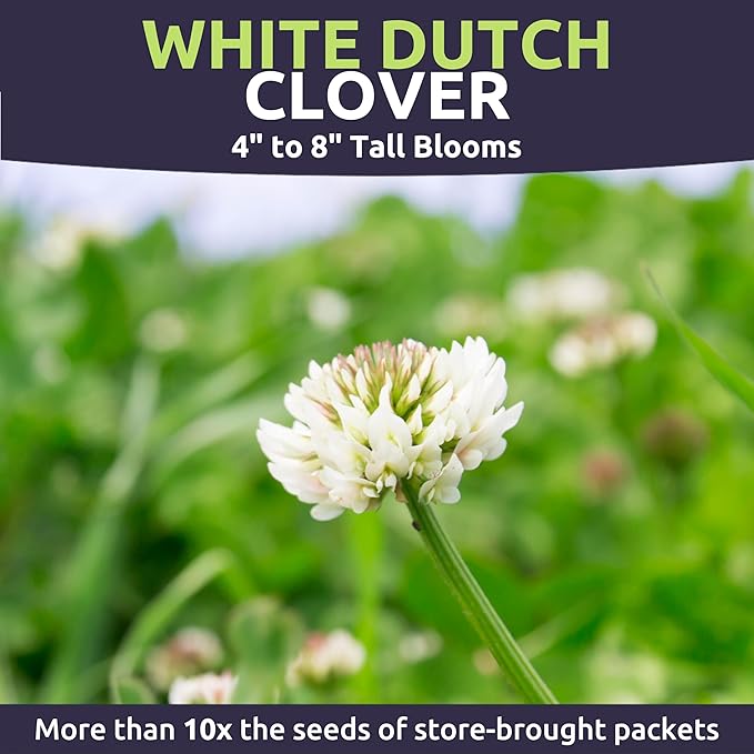 White Dutch Clover - Large 1 Ounce Packet - 40,000 Flower Seeds for Planting - Trifolium repens