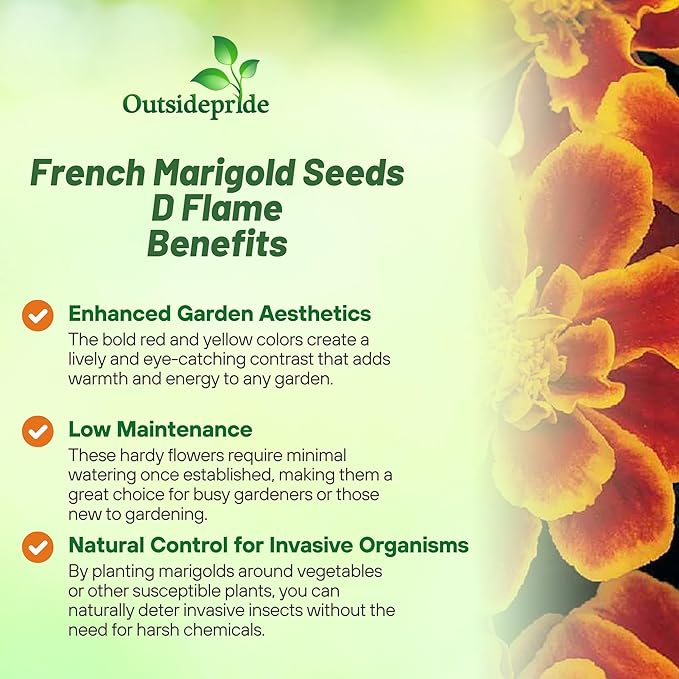 Outsidepride Durango Flame French Marigold Seeds - 250 Pcs Annual, Compact, Heat & Drought Tolerant Flower Seeds for Planting w/Anemone Type Bi-Colored Blooms, Ideal for Vibrant Pollinator Gardens