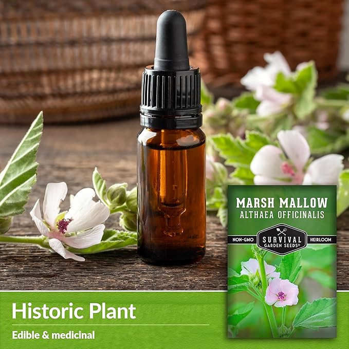 Marsh Mallow Seed for Planting - 5 Packets with Instructions to Plant and Grow Rare Medicinal Flowering Herbs in Your Home Vegetable Garden - Non-GMO Heirloom Variety - Survival Garden Seeds