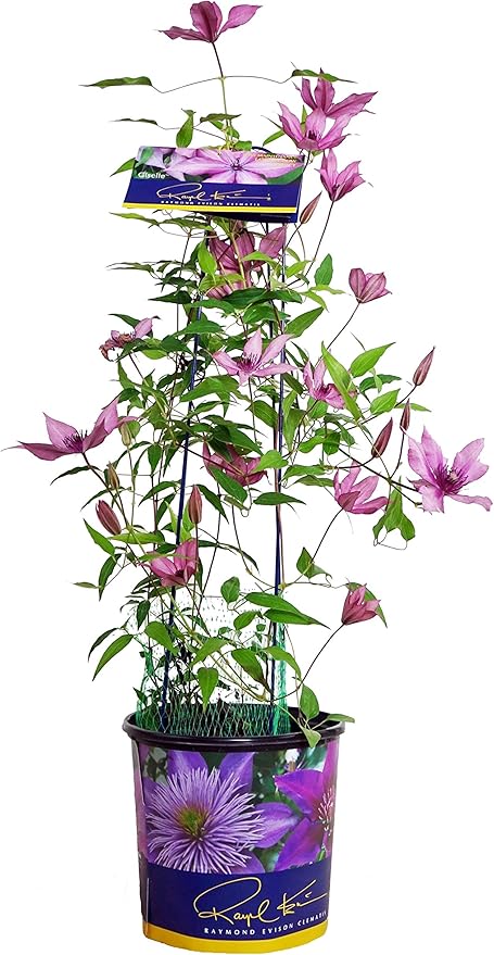 Raymond Evison Clematis - Clematis Giselle (Clematis) Perennial, pink flowers, 8`` - Size Container