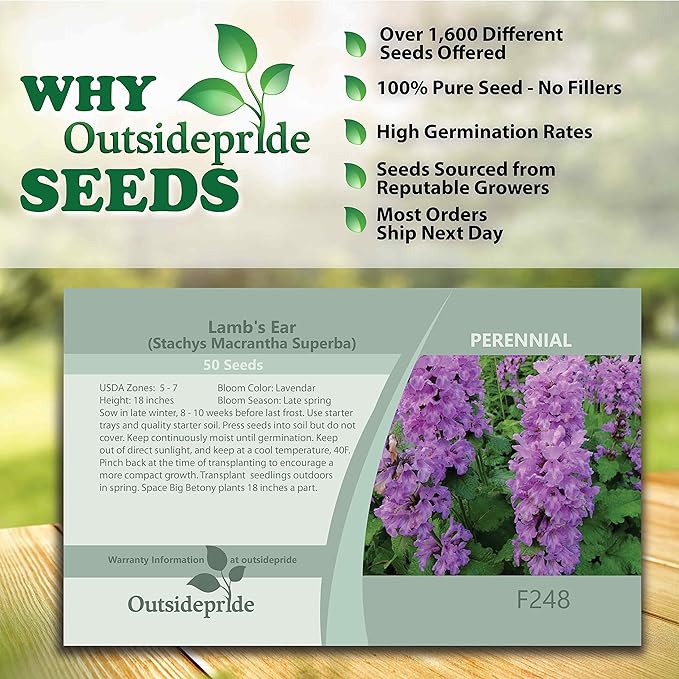 Outsidepride 100 Seeds Perennial Stachys Macrantha Lamb's Ear Flower Seeds for Planting