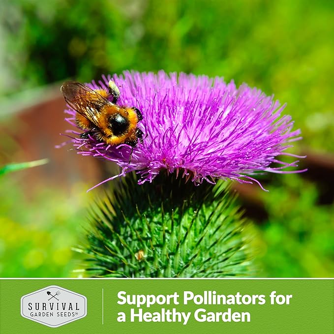 Survival Garden Seeds Burdock Seeds for Planting – 1 Packet with Instructions to Grow Burdock Root Plant (GOBO) in Your Home Vegetable Garden – Non-GMO Heirloom Herb Seeds